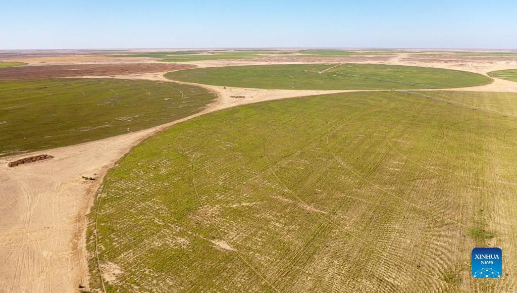 Aerial photo shows a beet plantation in a desert of Minya Province, Egypt on July 11, 2022. (Xinhua/Sui Xiankai)