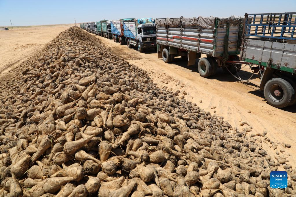 Trucks wait to transport newly-harvested beets at a beet plantation in a desert of Minya Province, Egypt on July 11, 2022. (Xinhua/Sui Xiankai)