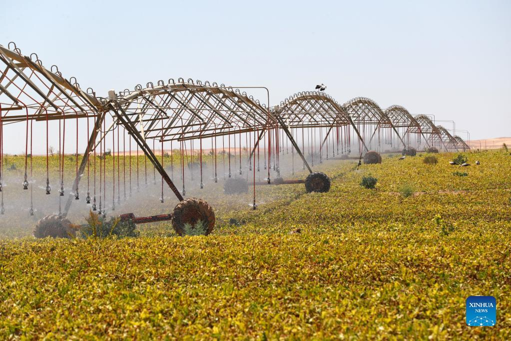 An automatic sprinkler waters beets at a beet plantation in a desert of Minya Province, Egypt on July 11, 2022. (Xinhua/Sui Xiankai)